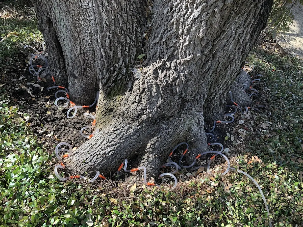 Detailed Tree Cabling and Bracing job site in Fremont